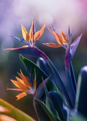 Fresh strelitzia flowers