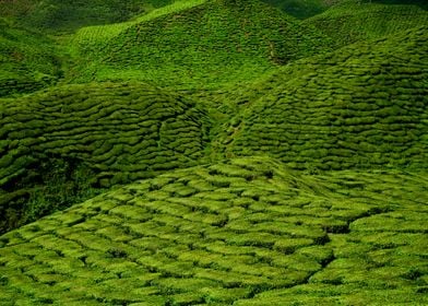 tea plantation