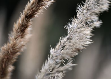 Dry winter grass close up