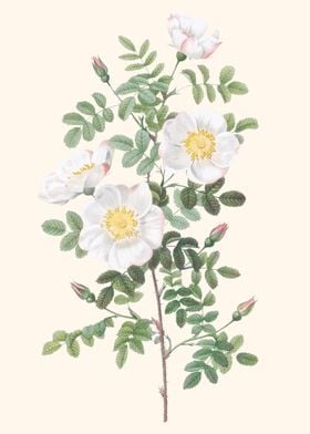 Vintage Flowers Art Botany