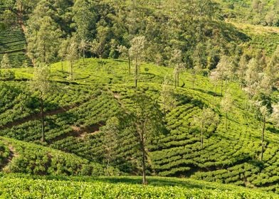 tea plantation