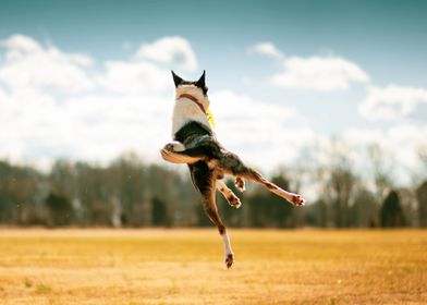 DOG JUMPING