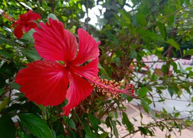  Hibiscus2