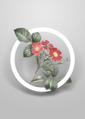 Redleaf Rose Flower Circle
