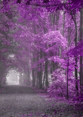 Foggy Purple Forest