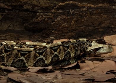 Gabon Viper Waiting