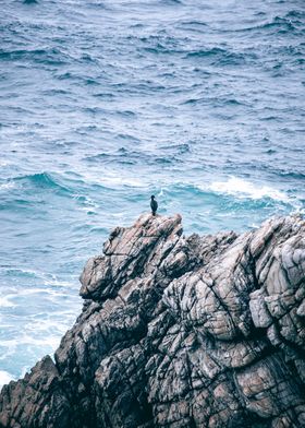 cormorant of Brittany