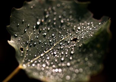 Dewy leaf raindrops