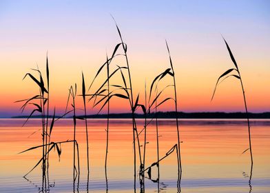 Water reed in sunset