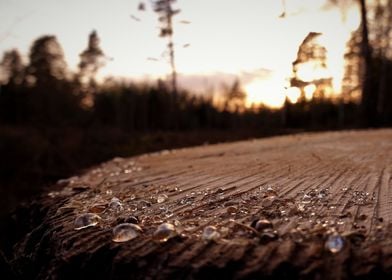 Tree sap tears in sunset