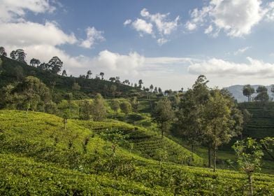 tea plantation