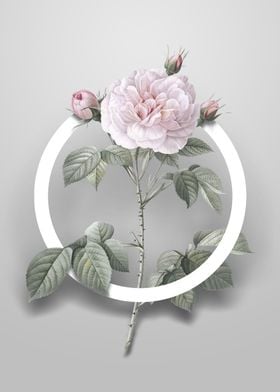 Vintage Rosa Alba Flower