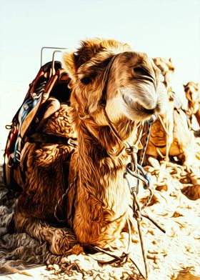 Camel