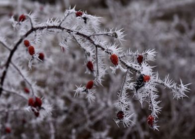 Frosty rose hip bush