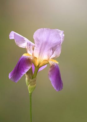 Purple Iris blooming