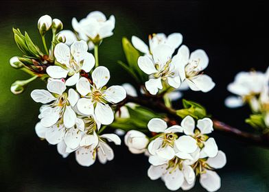 Cherry Blossom