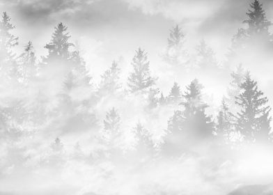 Soft Gray White Forest 1