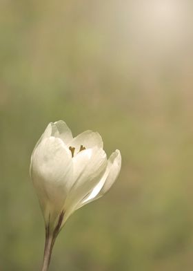 White crocus in bloom