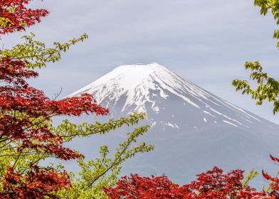 MOUNTAIN FUJI