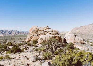 Joshua Tree National Park