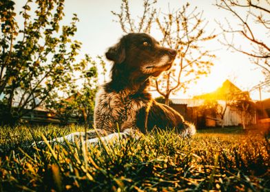 SITTING DOG