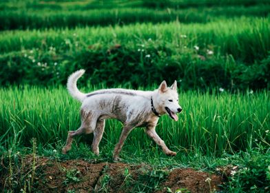 DOG IN THE FIELD