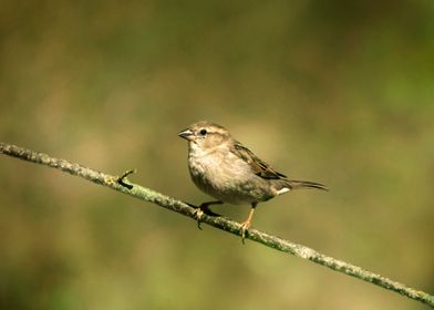 Female sparrow 