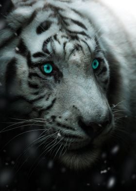 Blue eyes white tiger