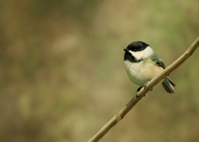 Chickadee bird photography