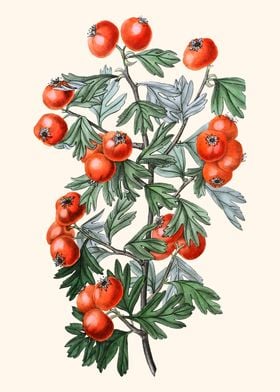 Tomatoes Herbarium