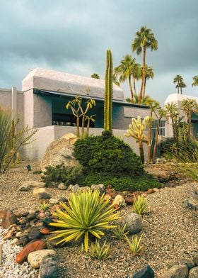 Palm Springs Desert Plants