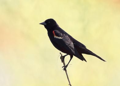 Red wing black bird photo