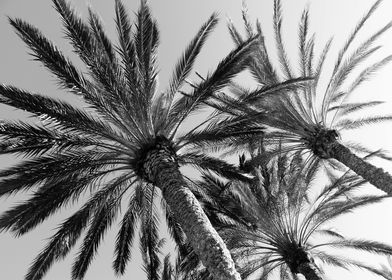 Palm Trees Bliss 2