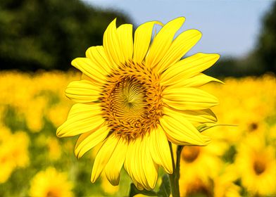 Sun Flower