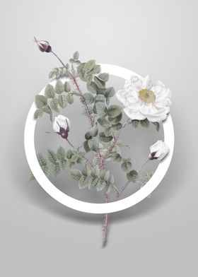 White Burnet Roses Flower