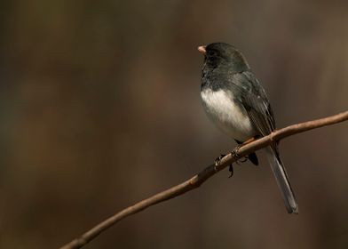 Junco on a branch