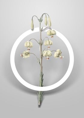 Lilium Pyrenaicum Flower