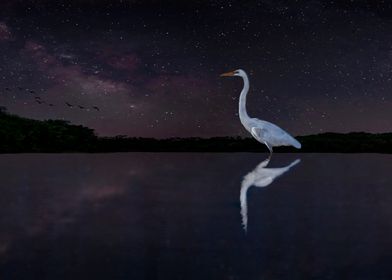 Egret at Night 2