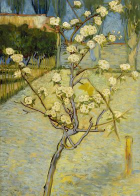 Small pear tree in blossom