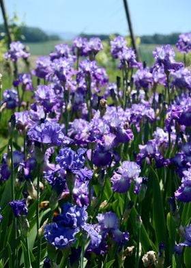 Violet Iris Field