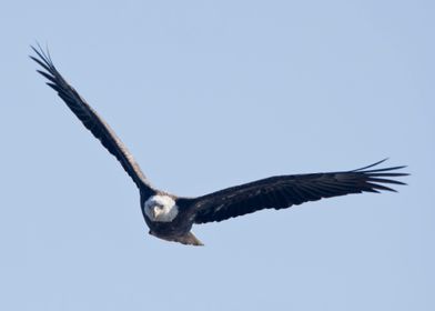 Majestic bald eagle flying