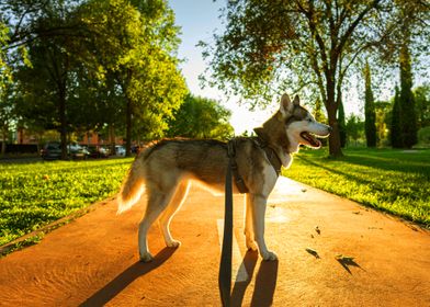 HUSKY