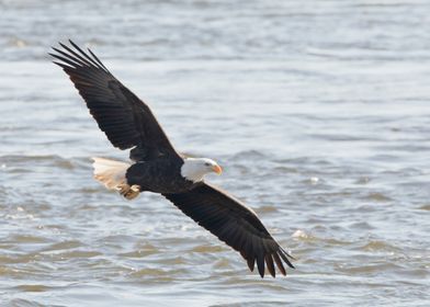 Eagle over the Mississippi