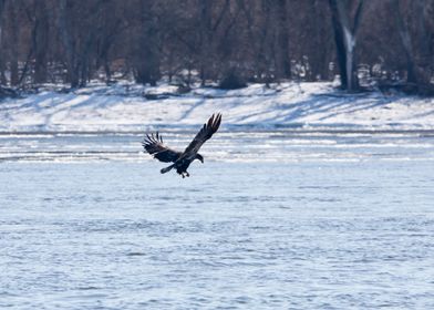 Eagle flying in winter