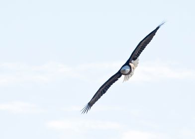 Bald eagle soaring 