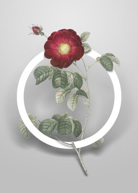 Vintage Rose Flower Circle