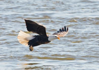 Eagle over the Mississippi