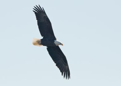 Bald eagle soars overhead