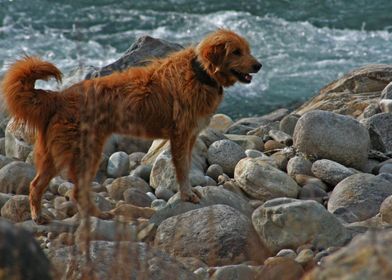 DOGS AND BEACH ROCKS