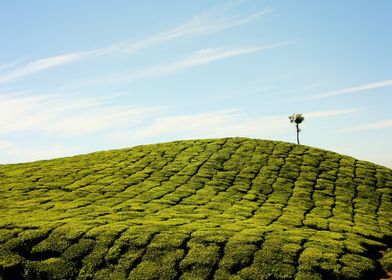 tea plantation